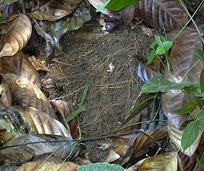 Rễ sầu riêng 2